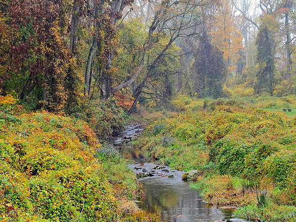 Small Stream through Woods