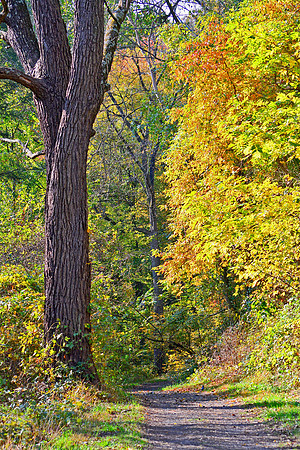 Golden Leaves in Dense Forest