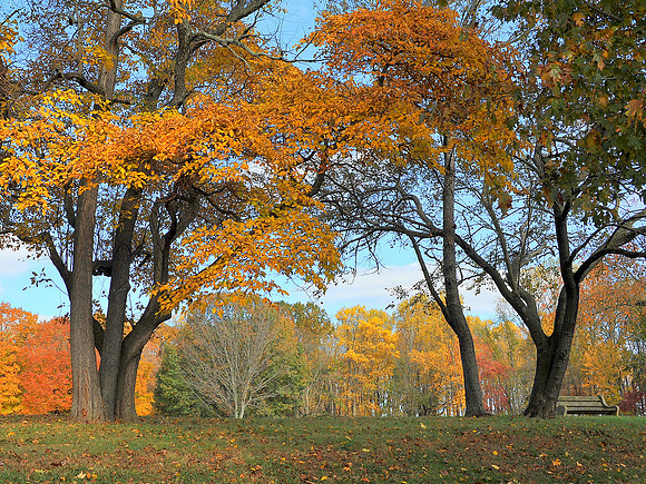 Trees through the Trees