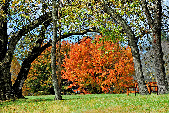 The Park