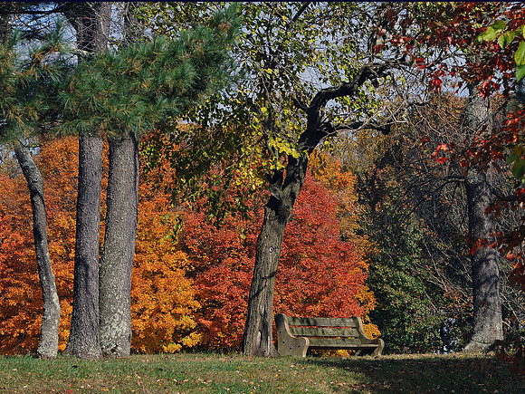 Shaded Bench