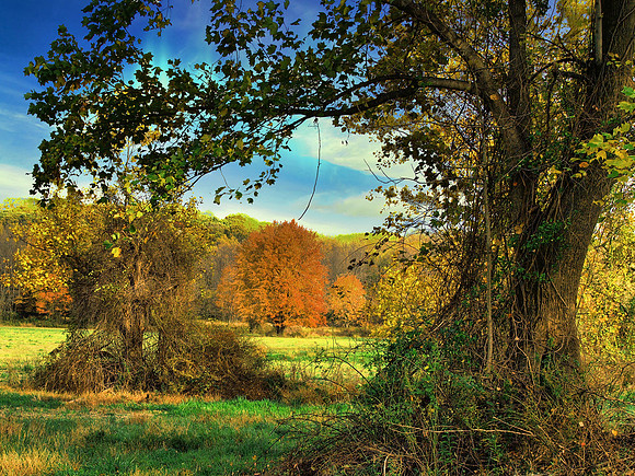 Nature's Framed Beauty