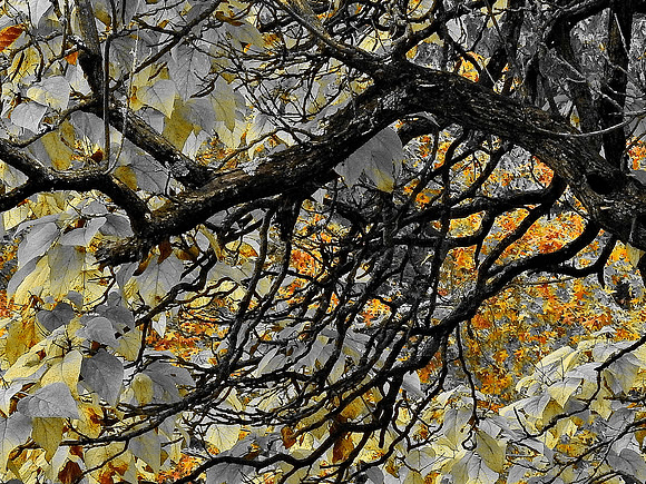 Gold, Silver, and Orange Autumn Leaves
