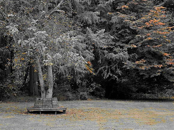 B/W w/Splash of Infrared Color in the Park
