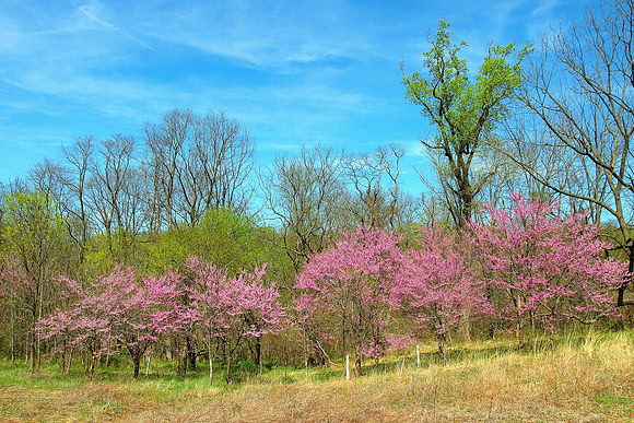 Spring is Born