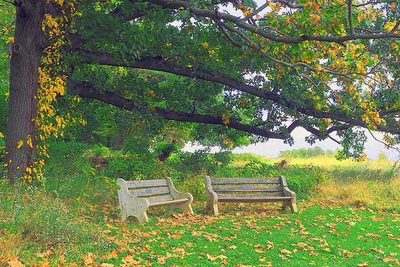 Autumn Cover