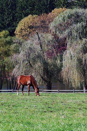 Horse Grazing by the Pond