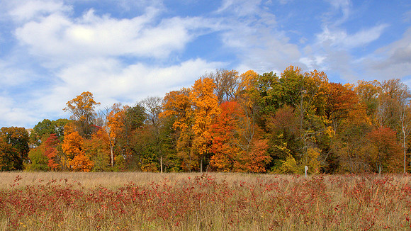 Fall Fields with Colorful Trees