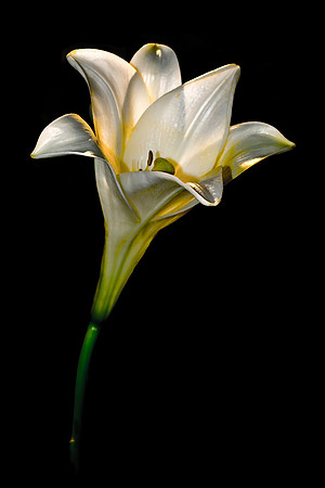 White Royal Lily (Portrait)