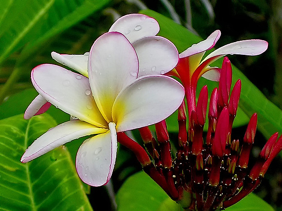 Frangipani “Aussie Pink’ (Plumeria Rubra) (Landscape