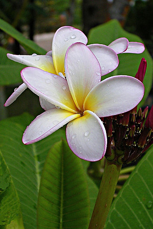 Frangipani “Aussie Pink’ (Plumeria Rubra) (Portrait)