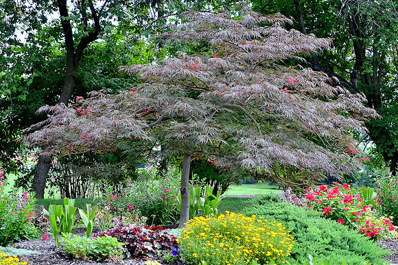 Summer Garden
