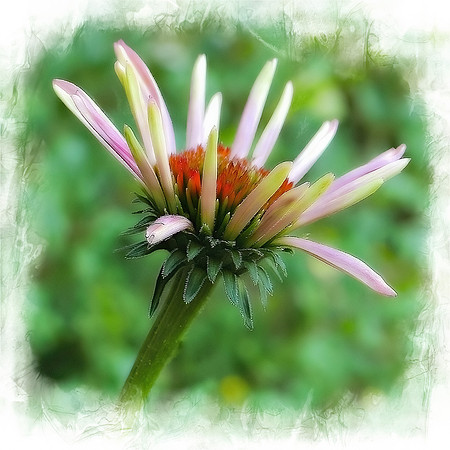 The Birth of a Coneflower (Square()