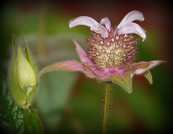 Eastern Beebalm Flower (Artistic)