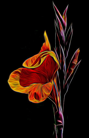 Artistic Iris