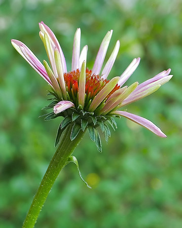 The Birth of a Coneflower (Portrait)