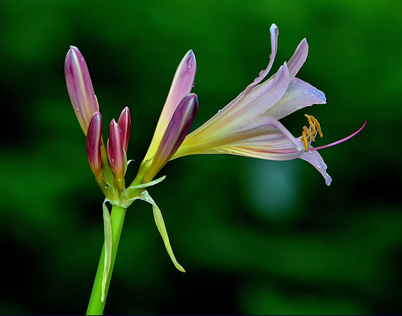 Pink Rain Lily