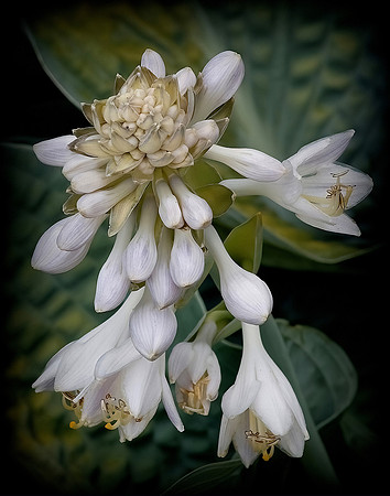 Fragrant Plantation Lily | Hosta