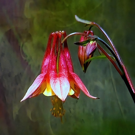 Red Columbine Blossom and Bud (Artistic)