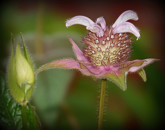 Birth of a Beebalm Flower