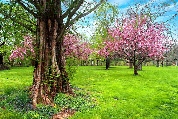 Spring In Bloom