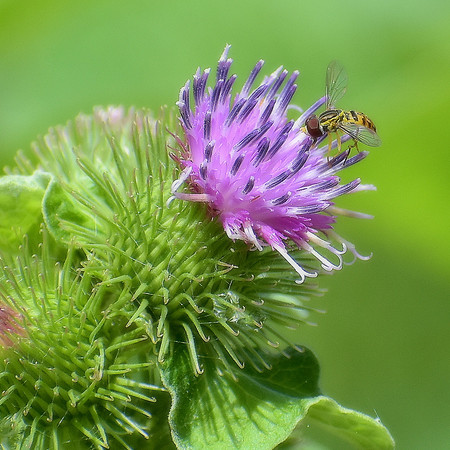 Butterflies, Bees