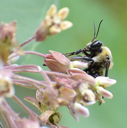 Butterflies, Bees
