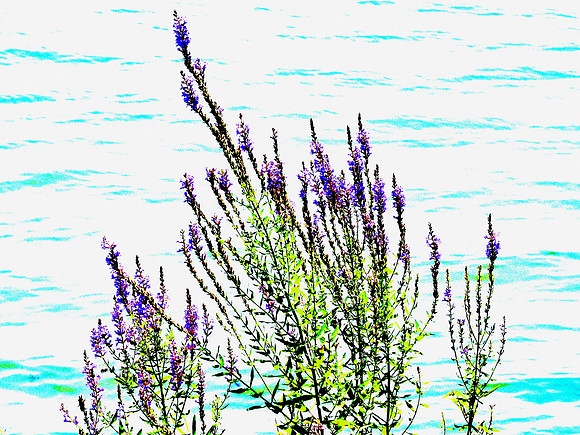 Purple Lithrum