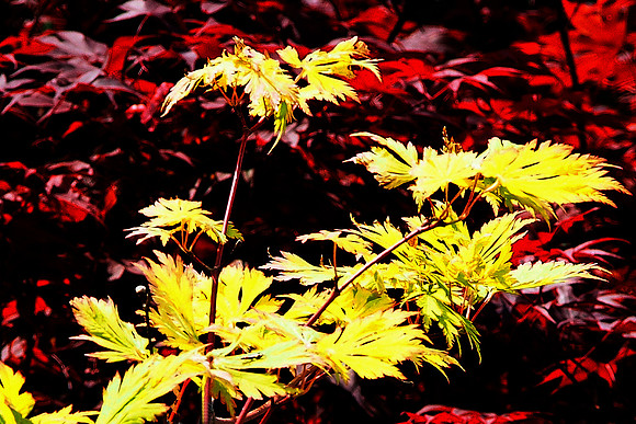 Japanese Maple