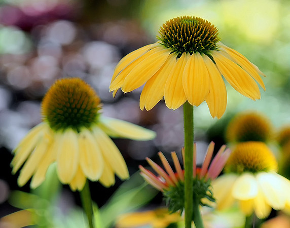 Cone Flowers