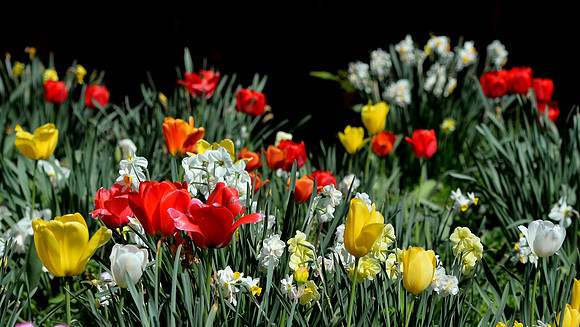 Tulip Field