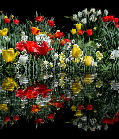 Tulip Reflections