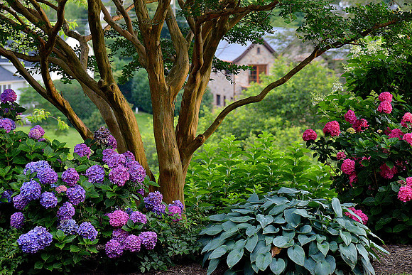 Hydrangea Garden