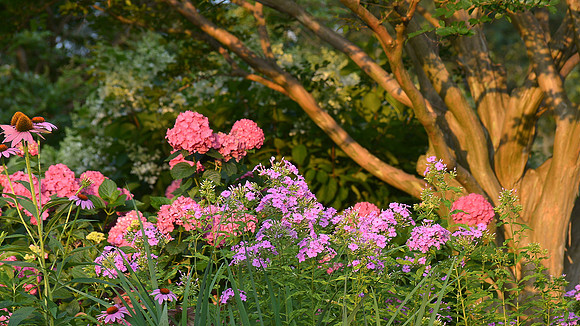 Flowers in the Woods