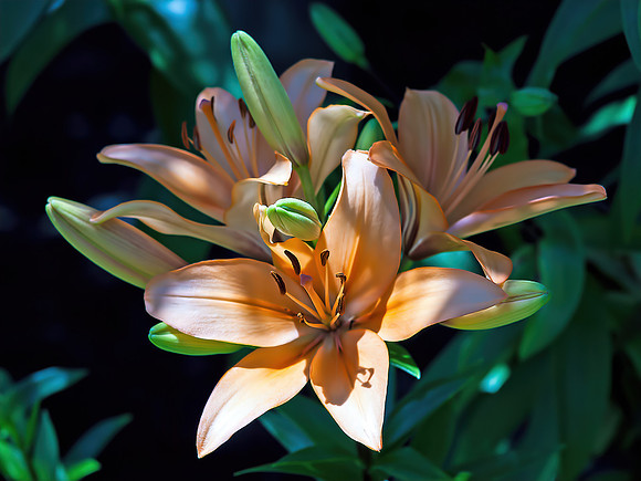 Wood Lily