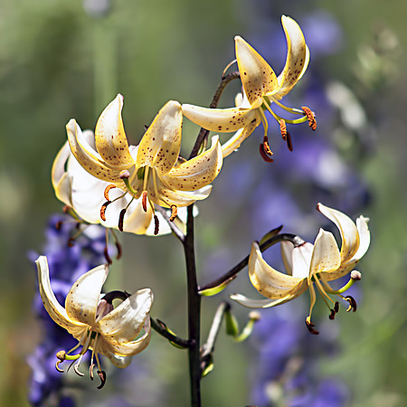 Martagon Lily