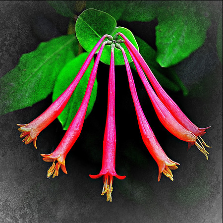 Red Trumpet Honeysuckle