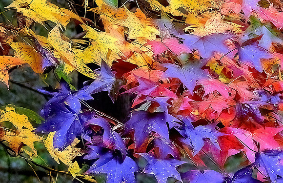 Autumn Colors