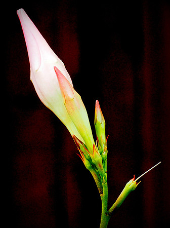 Pink Brazilian Jasmine
