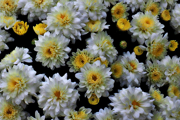 Dahlias