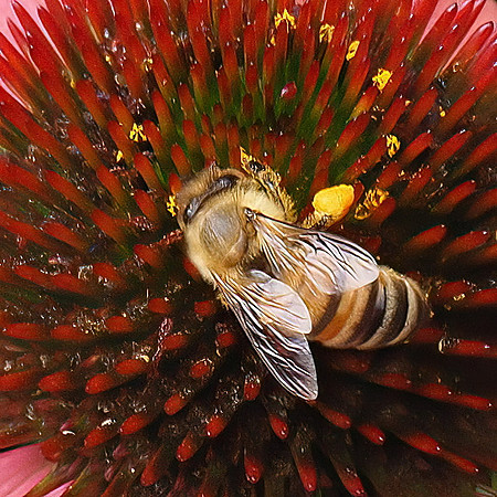Bee Collecting Pollen