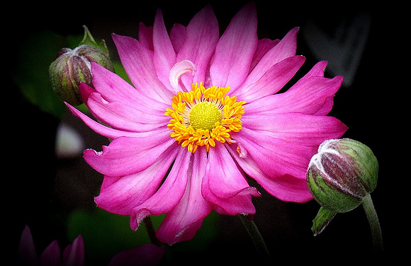 Grape Leaf Windflower