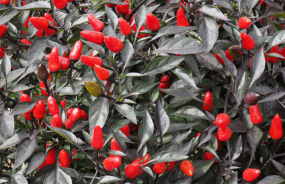 Peppers