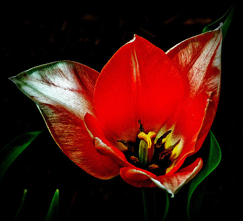 Didier's Tulip