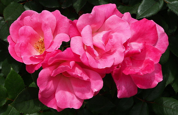 China Rose