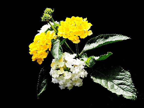Lantana on Black Background