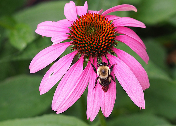 Bee on Pink Coneflower