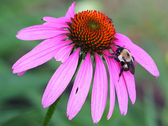 Bee on Pink Coneflower