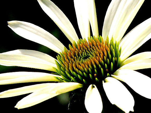 Coneflower against Black Background