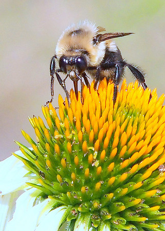Brown Carder Bee